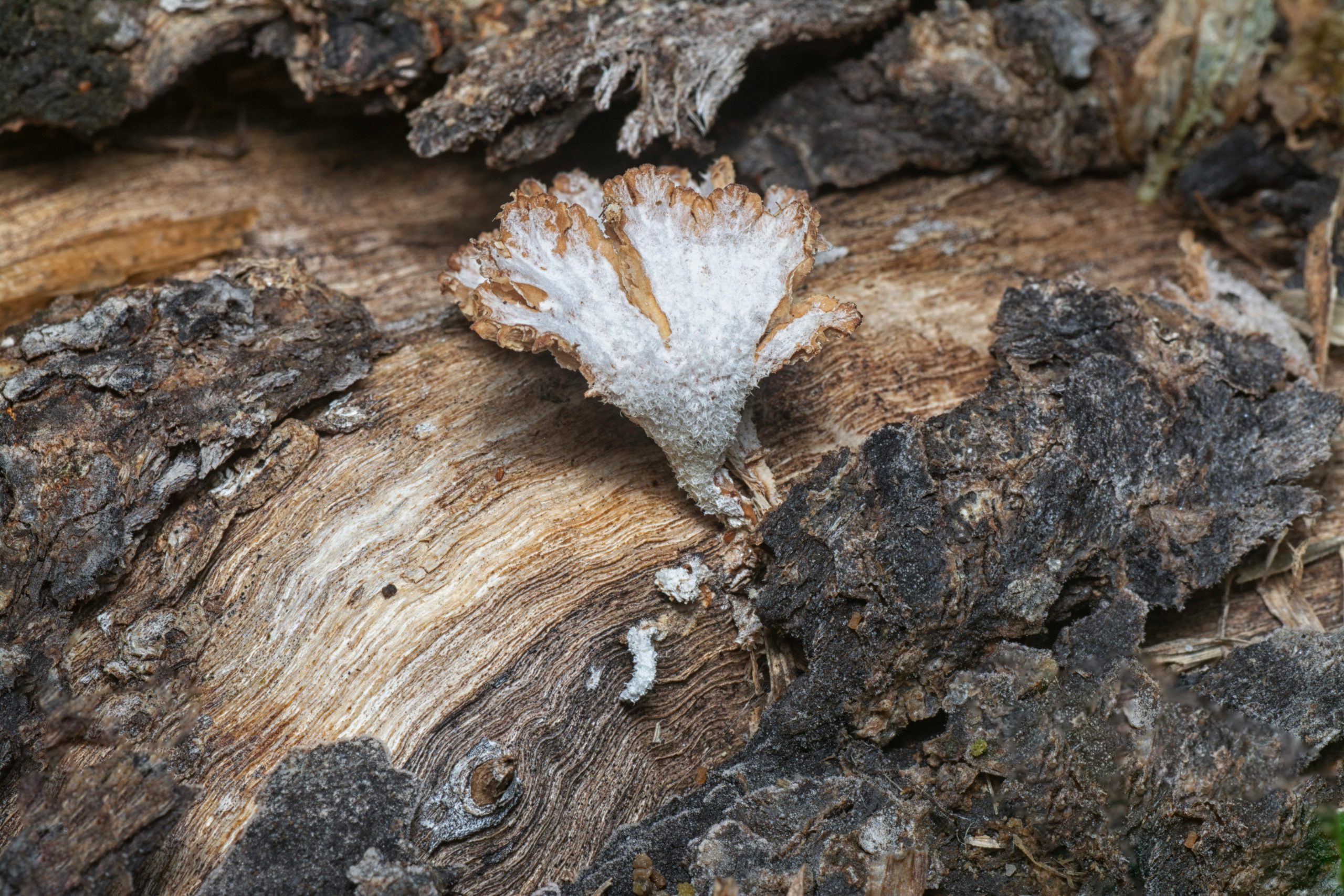 Élimination d'un champignon blanc sur poutre en bois
