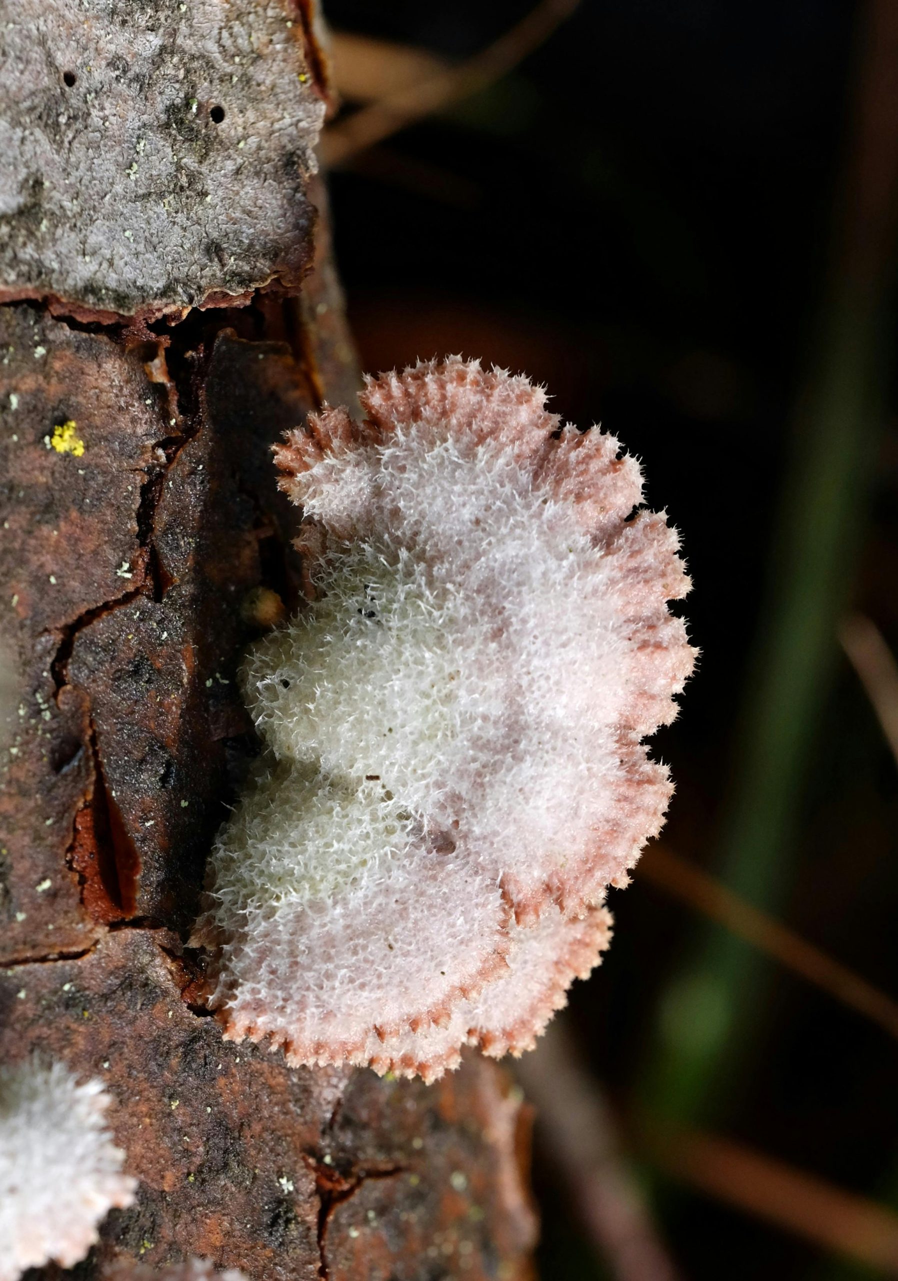Éliminer un champignon blanc sur une poutre en bois
