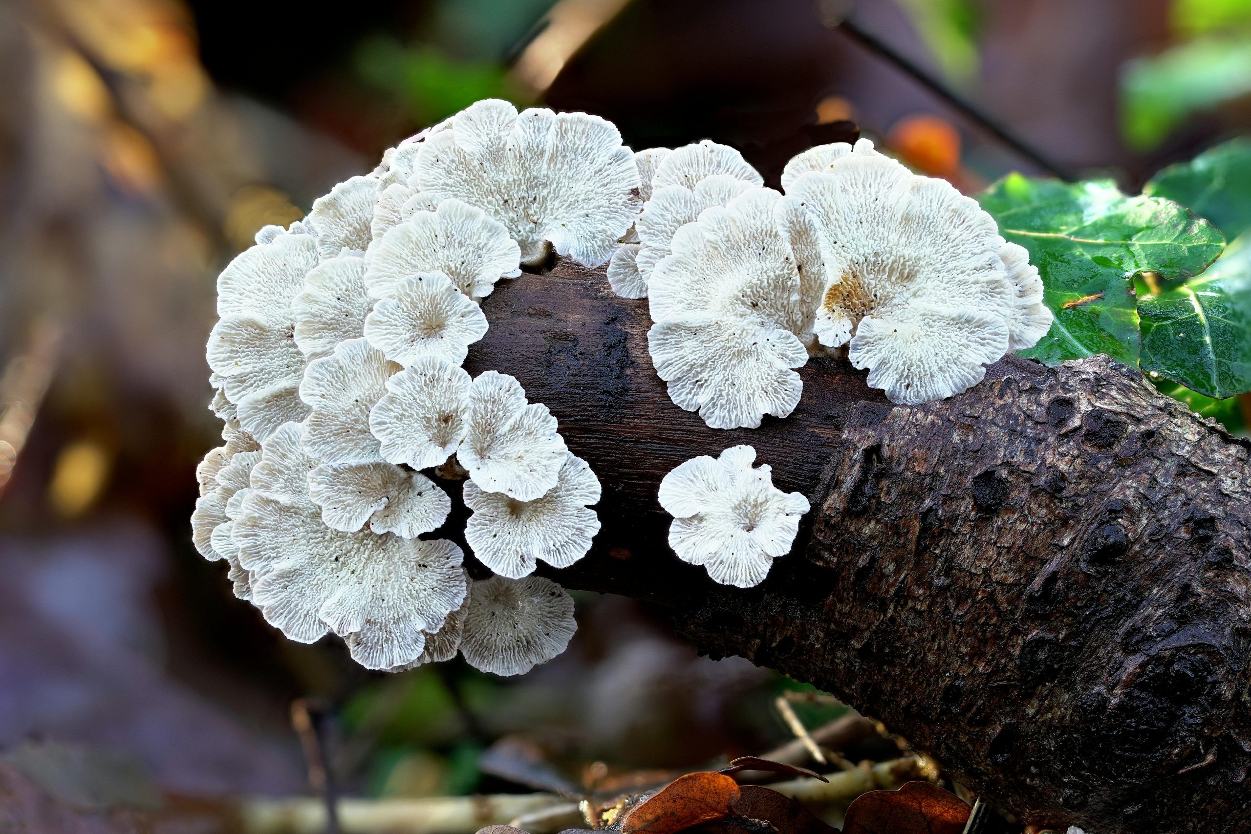 White fungus growing on a fallen tree branch in a forest, showcasing wild growth in fall. Champignon blanc poussant sur une branche d'arbre tombée en forêt, illustrant une croissance sauvage en automne.